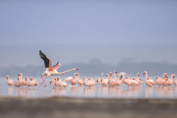 Loldia House: Lake Nakuru