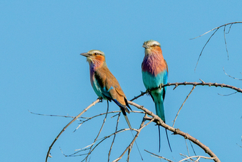 Losika Elephant Camp: Ikonische Gabelracken auf Ast gegen blauen Himmel