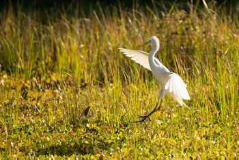 Mana River Camp Mana River Camp: Cattle Egret Landing