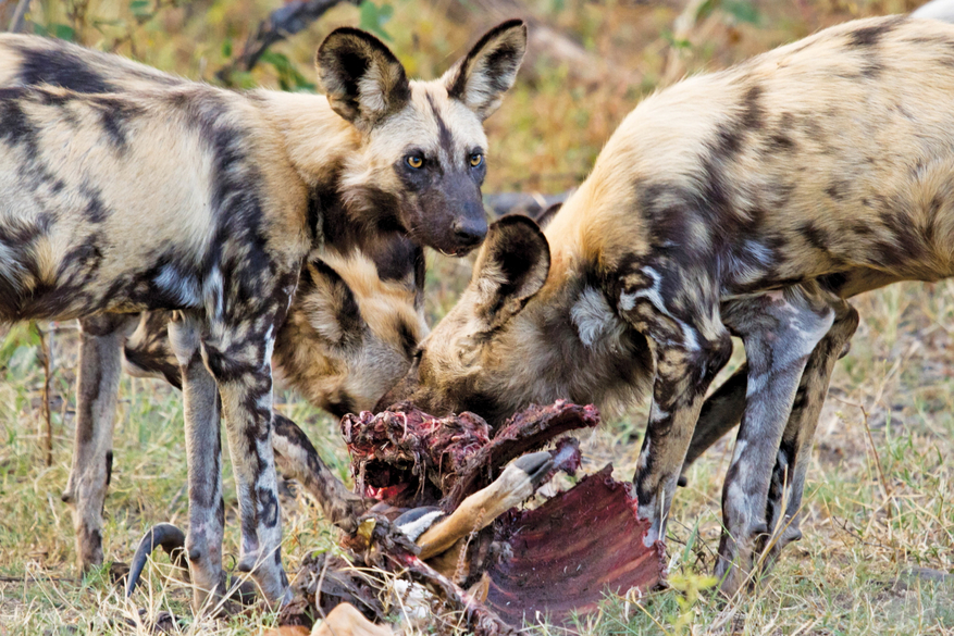 Moremi Game Reserve