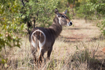 Mpala Jena Camp: Wasserbock