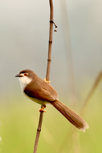 Musa Jungle Retreat Musa Jungle Retreat: Yellow-eyed Babbler