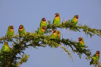 Nanzhila Plains Camp: Black-cheeked Lovebird