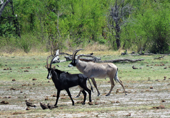 Nogatsaa Pans Chobe Lodge: Pferdeantilopen