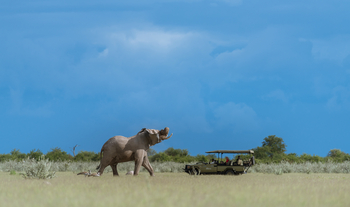 Nxai Pan Camp: Elefantenbegegnung