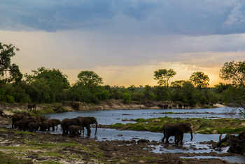 Old Drift Lodge: Elefantenherde