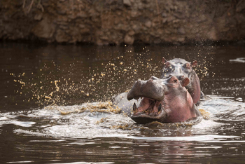 Ole Serai Camp Moru Kopjes: Frühstück im Camp