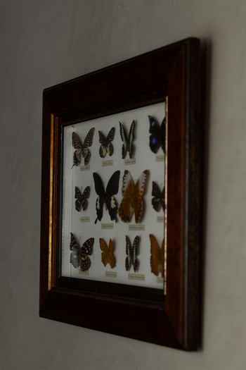 Otjiwa Thornbush Tented Camp: Galeriekorridor mit gerahmter Schmetterlingssammlung