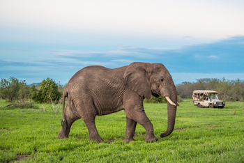 Porini Amboseli Camp: Elefant