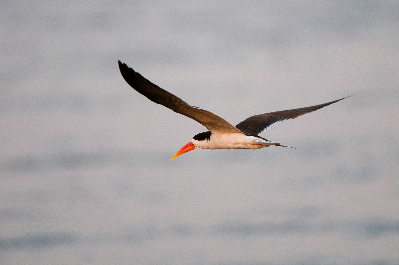 Ruckomechi Camp Ruckomechi Camp: African Skimmer