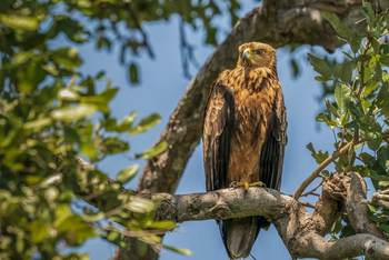 Saguni Safari Lodge Saguni Safari Lodge: Tawny Eagle