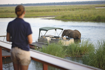 Sausage Tree Camp: Elefant vor dem Camp