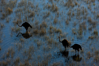 Selinda Explorers Camp Selinda Explorers Camp: Strauße im Spillway