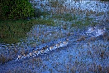 Selinda Explorers Camp Selinda Explorers Camp: Zebraherde im Flutgebiet