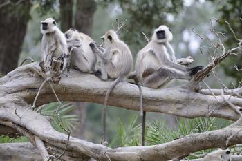 Shergarh Tented Camp:Graulanguren