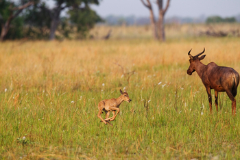 Shinde Footsteps Shinde Footsteps: Neugeborenes Tsessebe