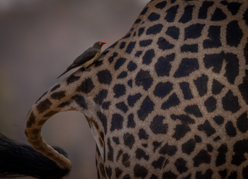 Sungani Lodge Sungani Lodge: Oxpecker