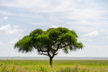 Tarangire Safari Lodge: Solitary Tree