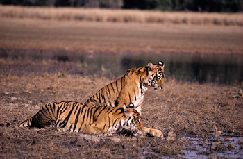 Tiger in Ranthambore National Park