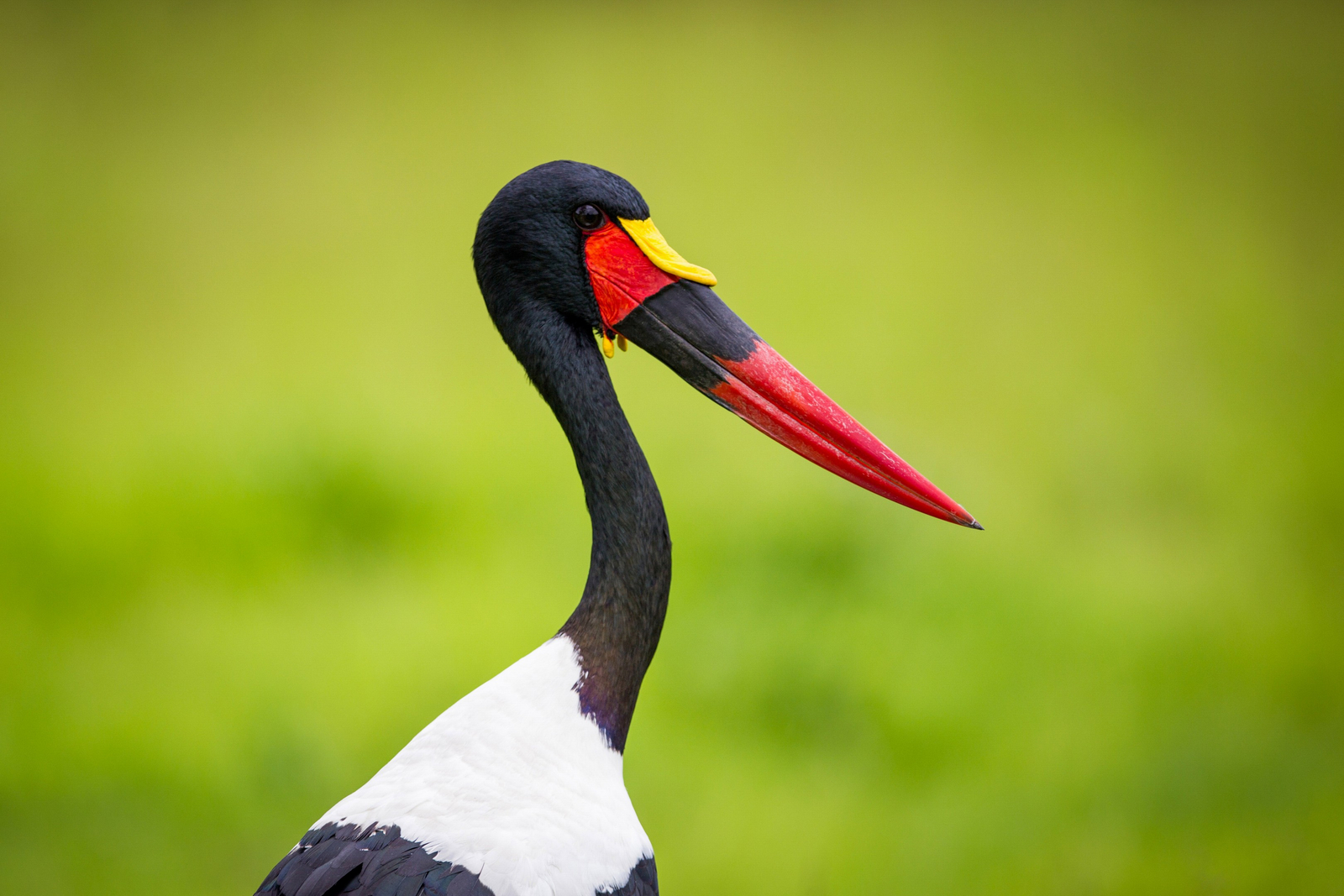 Time + Tide South Luangwa Time + Tide South Luangwa: Sattelstorch