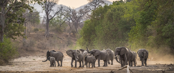 Vundu Camp Vundu Camp: Elefantenfamilie
