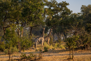 4 Rivers Camp 4 Rivers Camp: Giraffen