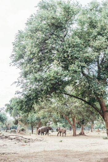 Anabezi Luxury Tented Camp: Elefanten