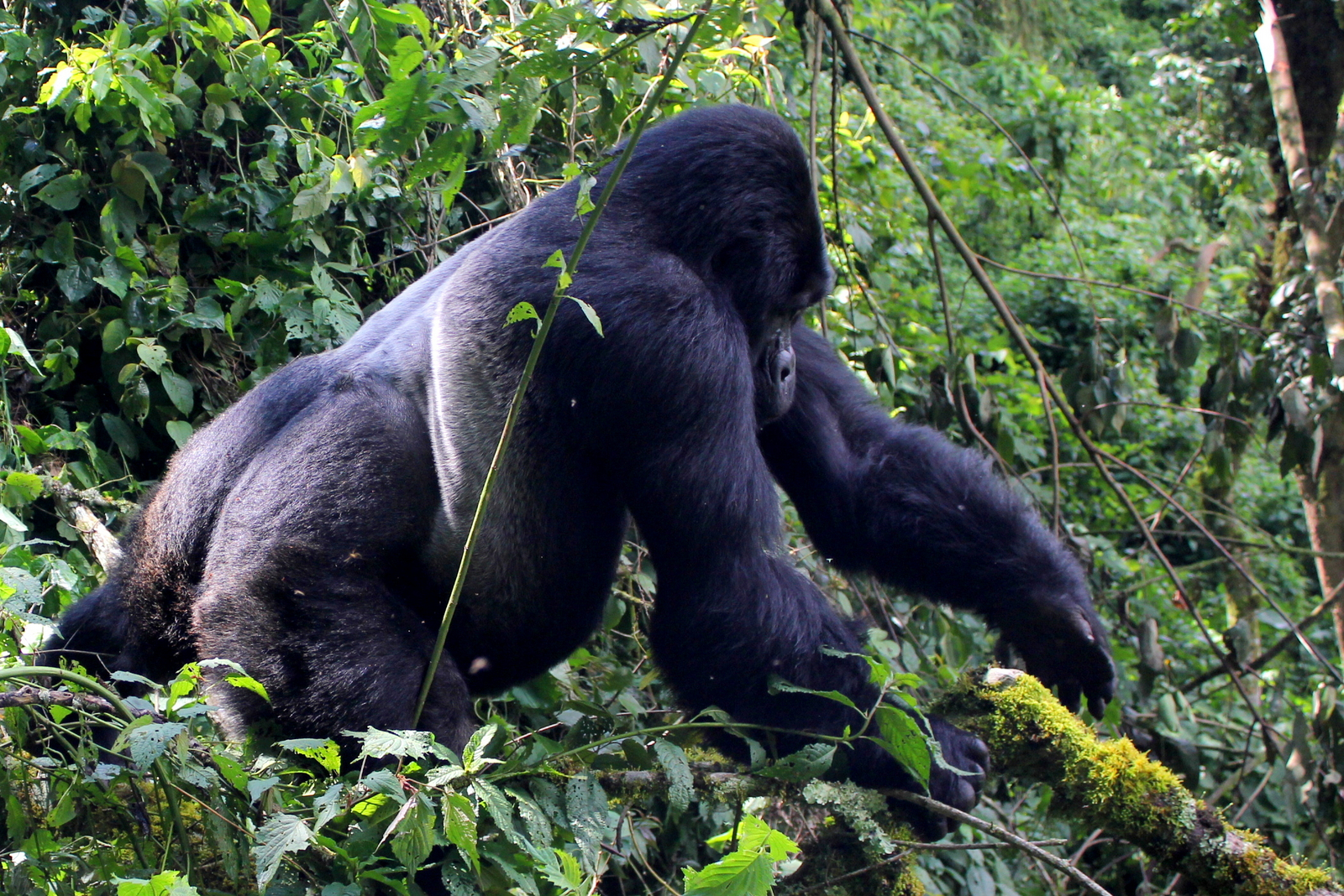 Buhoma Lodge Buhoma Lodge: Silverback