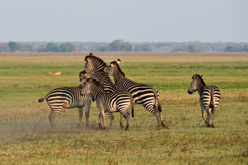 Busanga Bush Camp: Zebras