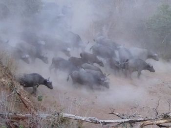 Camp Mana: Büffelherde und Staub