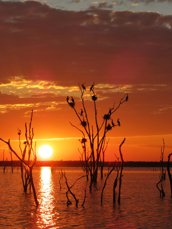 Changa Safari Camp: Kormorane