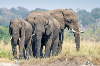 Chobe Game Lodge: Elefantengruppe