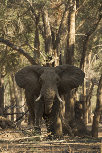Tusk and Mane Safaris Tusk and Mane Safaris: Elefantenbulle