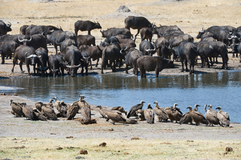 Davison's Camp: Wasserbüffelherde mit Vögeln