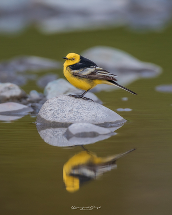 Drenmo Lodge Drenmo Lodge: Citrine Wagtail