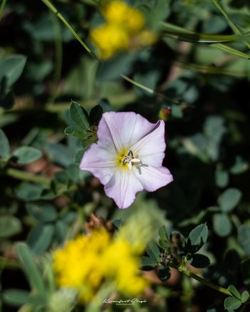 Drenmo Lodge Drenmo Lodge: Wickenblüte