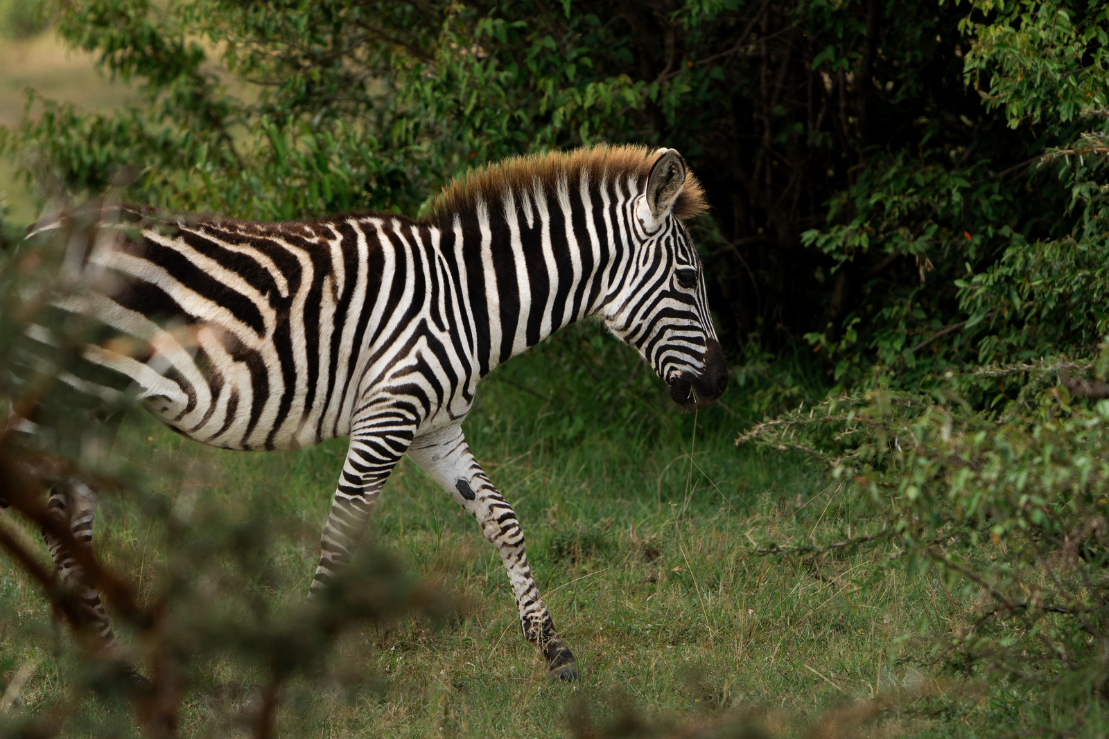 Encounter Mara Camp Encounter Mara Camp: Junges Zebra