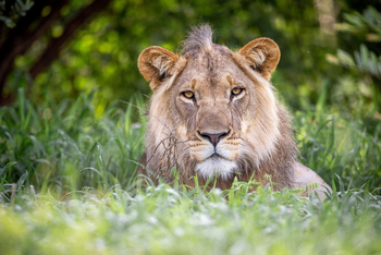 Gham Dhao Lodge Gham Dhao Lodge: Löwenportrait