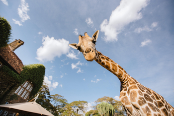 Giraffe Manor: Giraffenerlebnis