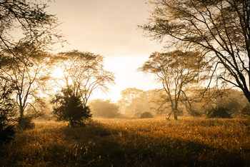 Gorongosa Safaris: Landschaft