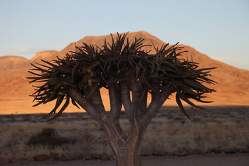 Hoodia Desert Lodge: Quivertree