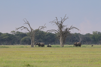 Imvelo Safaris Imvelo Safaris: Elefanten mit Jungtier