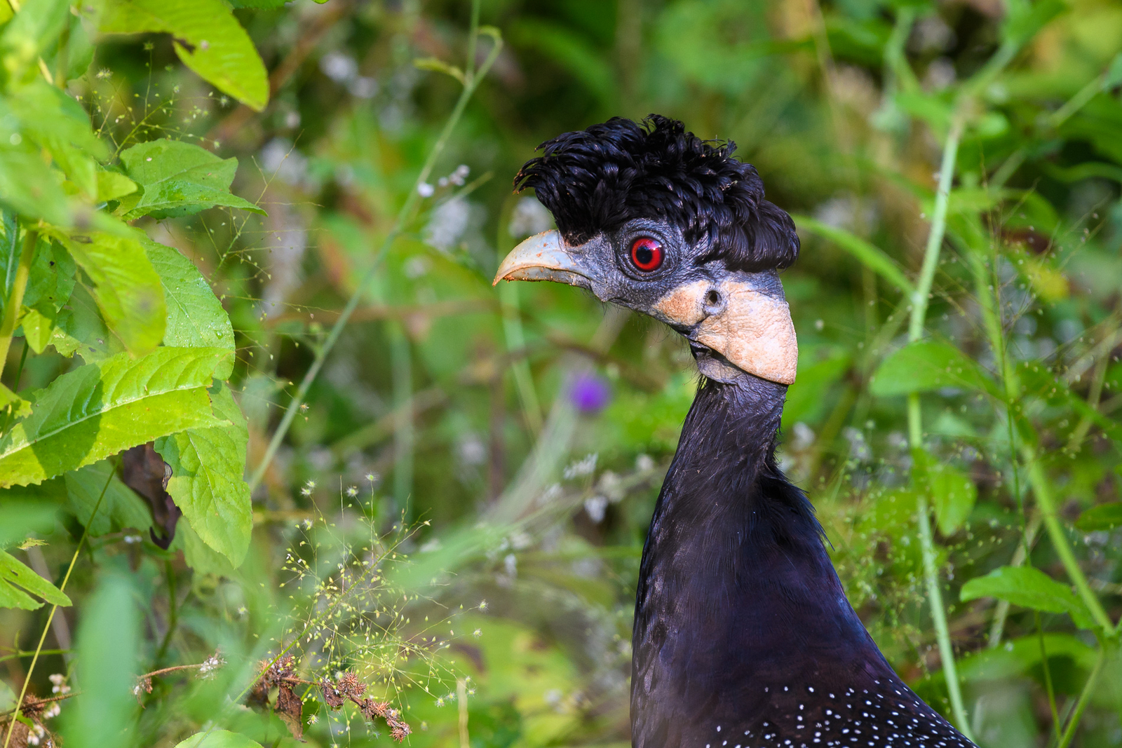 John's Camp John's Camp: Crested Guinea Fowl