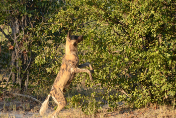 Karangoma Camp: Wildhund