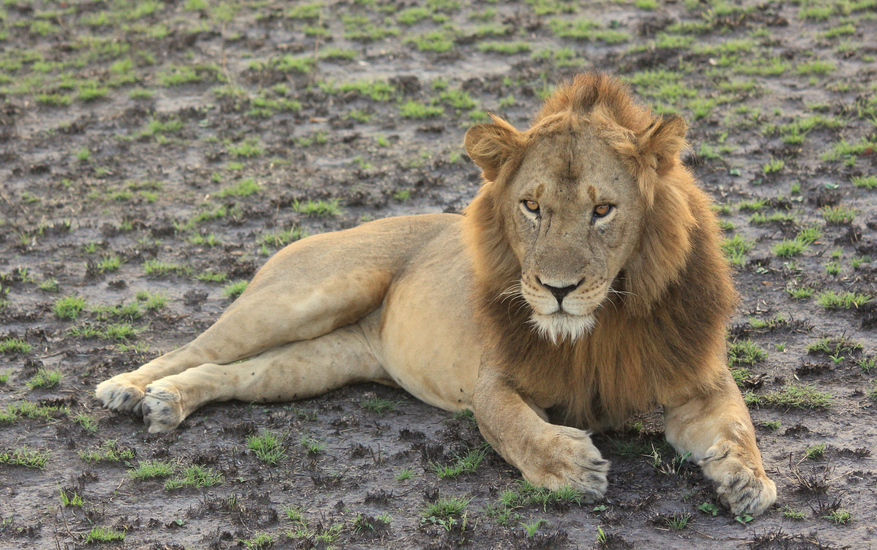 Kasenyi Safari Camp