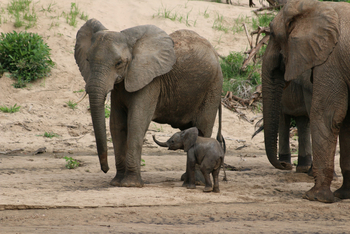 Kokoko Camp: Elefantenfamilie