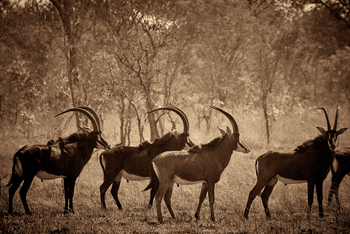 Konkamoya Lodge: Rappenantilopen