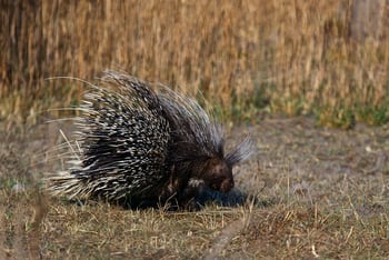 Konkamoya Lodge: Stachelschwein