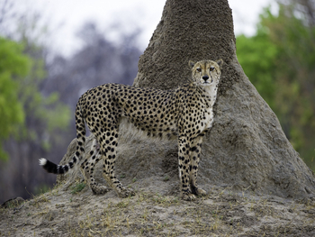 Little Makalolo Camp Little Makalolo Camp: Gepard