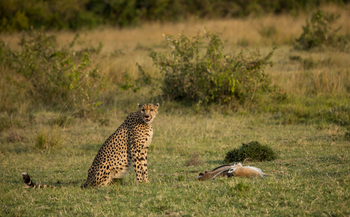 Mara Toto Tree Camp: Gepard mit Beute